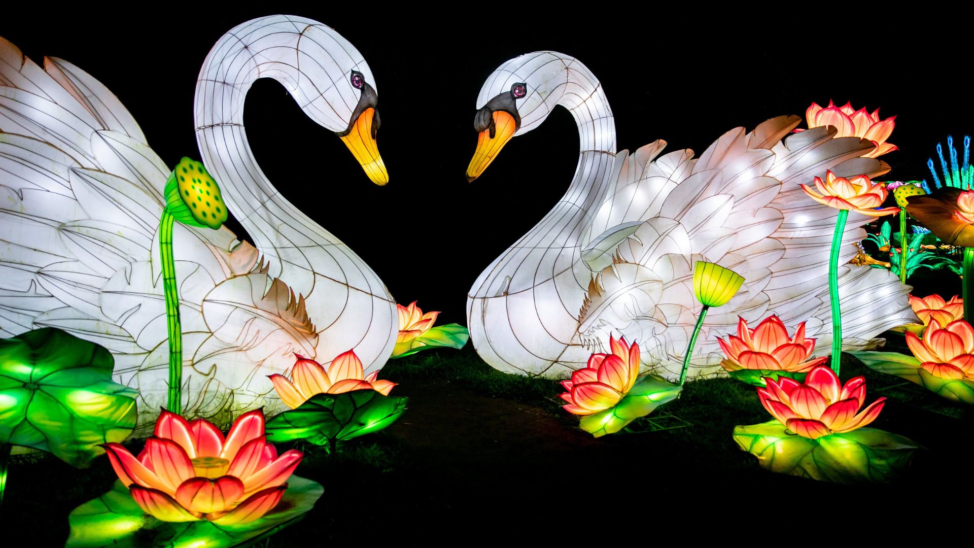 The first-ever Animals Aglow lantern festival will bring a dazzling spectacle of lights to the Saint Louis Zoo.