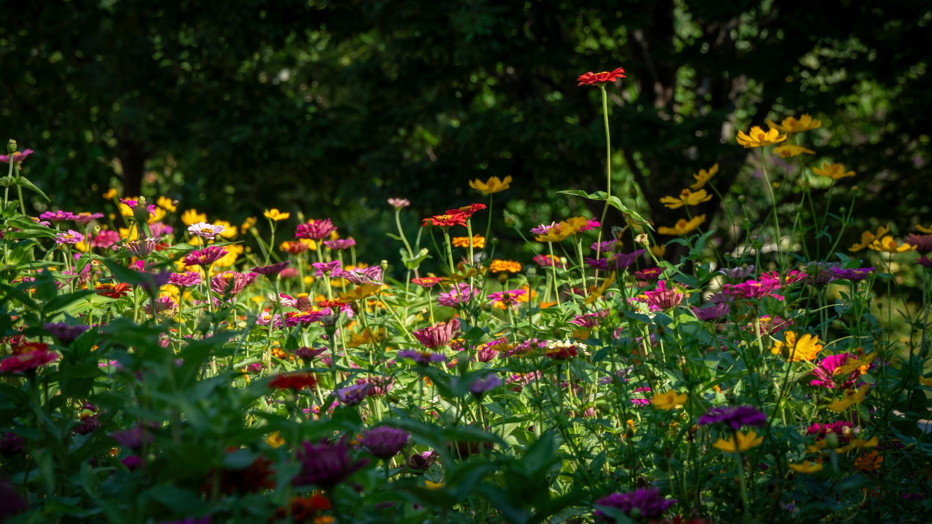 A field of colorful flowers burst to life during spring in St Louis.