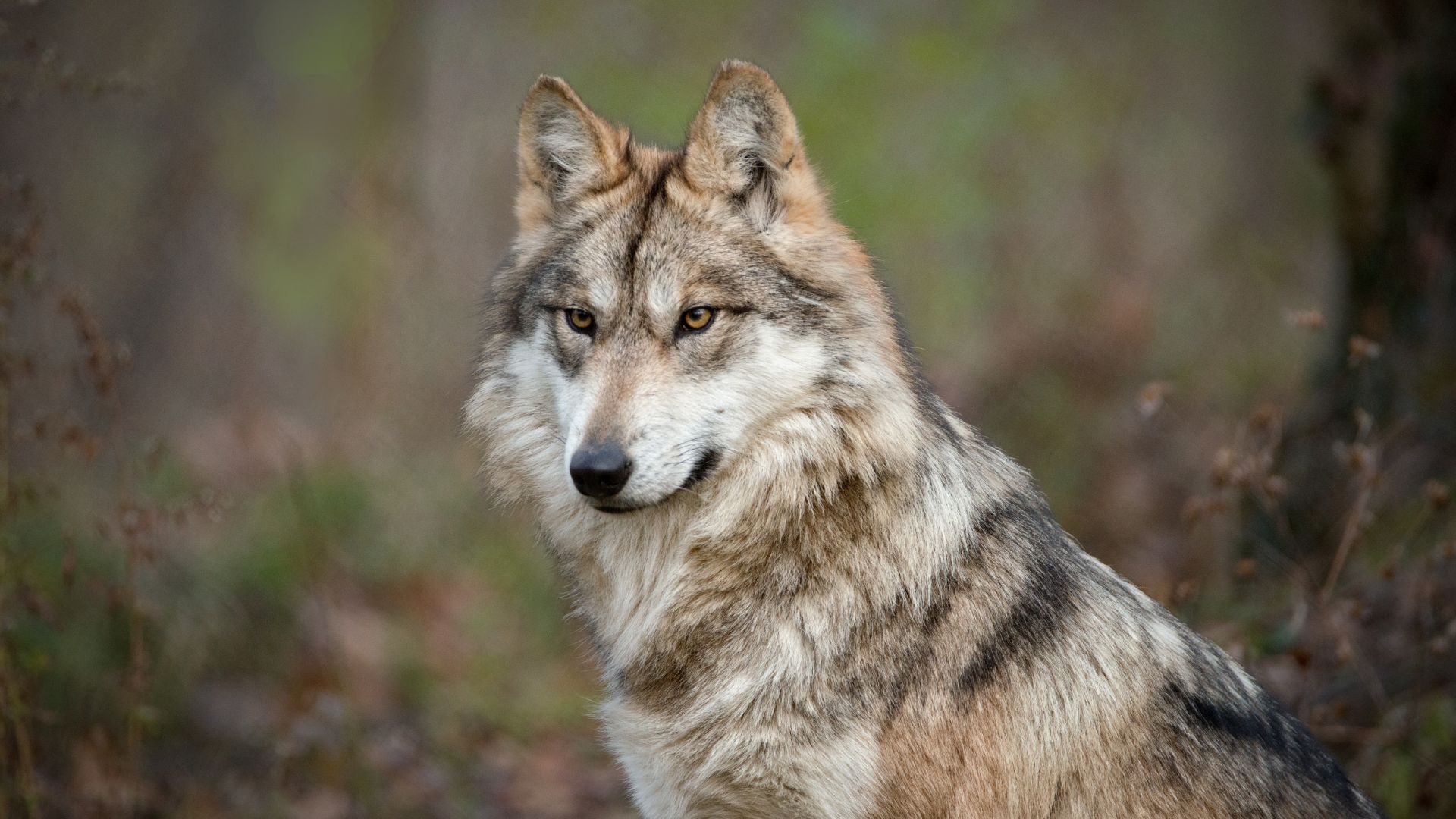 A proud wolf is spotted at the Endangered Wolf Center.