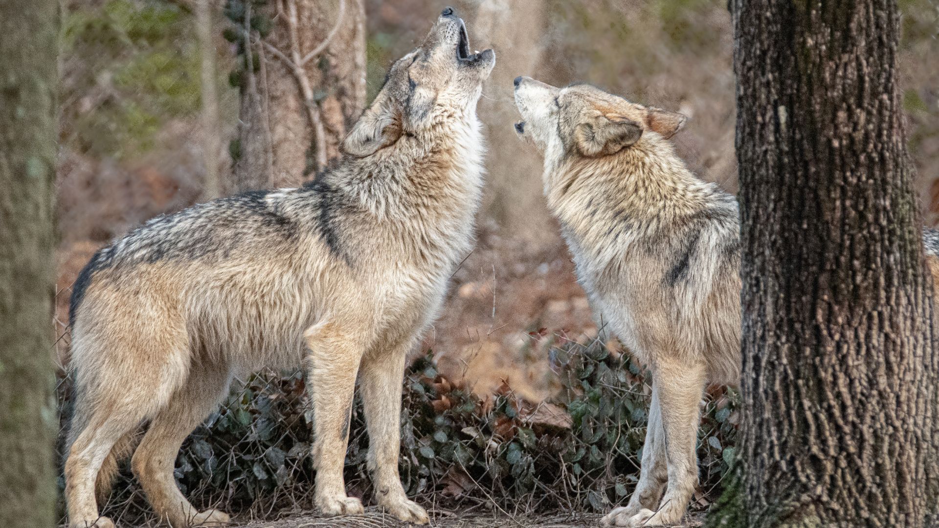 At the Endangered Wolf Center, Mexican gray wolves howl.