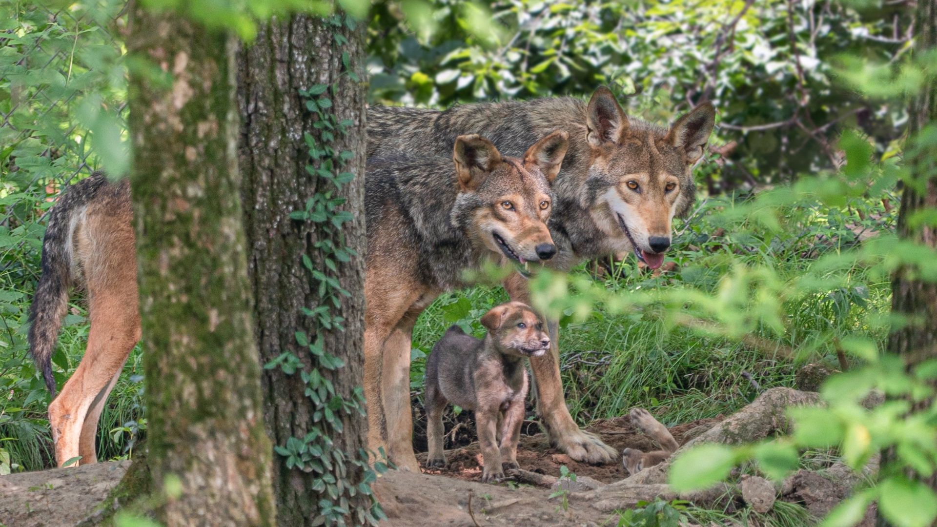 At the Endangered Wolf Center, kids, teenagers and adults can spot American red wolves.