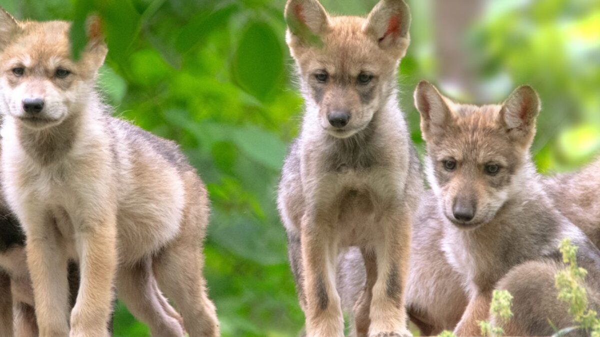 The Endangered Wolf Center in Eureka, Missouri, Celebrates Its 50-Year  Legacy