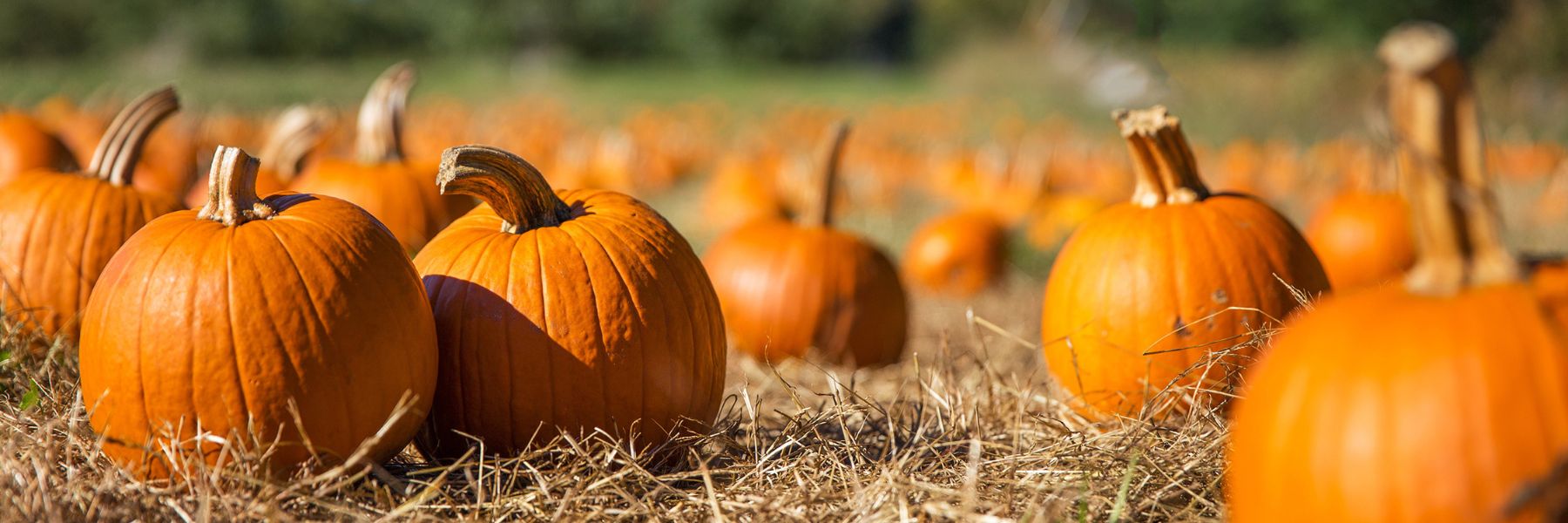 Alongside picture-perfect pumpkins, these St. Louis pumpkin patches offer massive corn mazes, bouncy wagon rides and festive foods to enjoy with your friends and family.