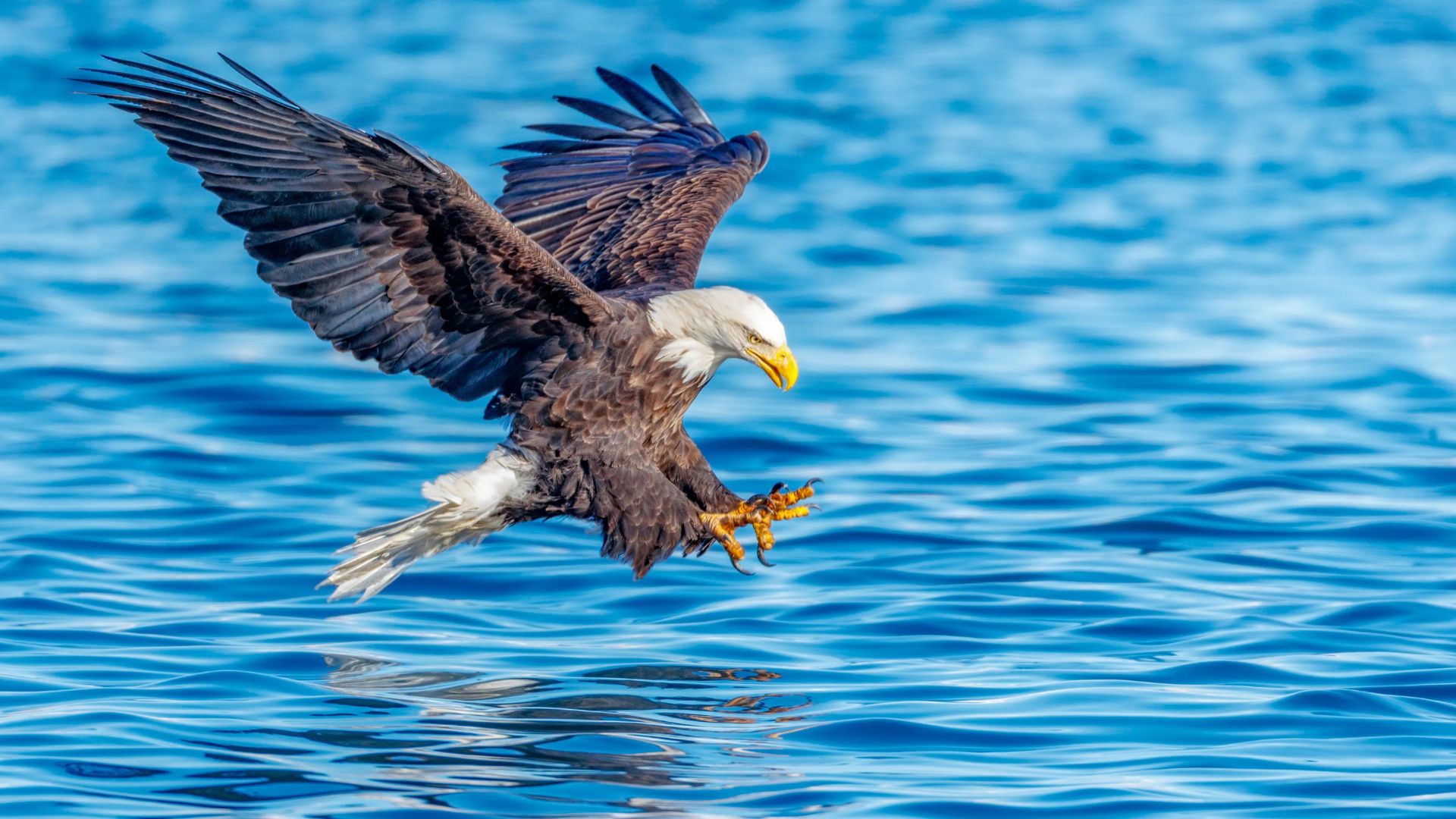 A wintering bald eagle hunts in the Missouri River.