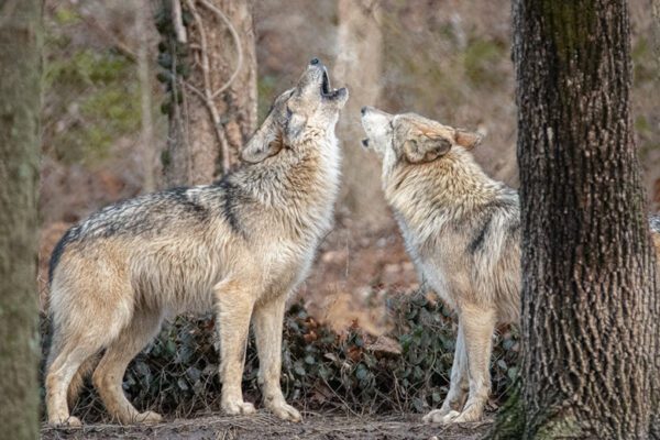 Endangered Wolf Center Mexican gray wolves