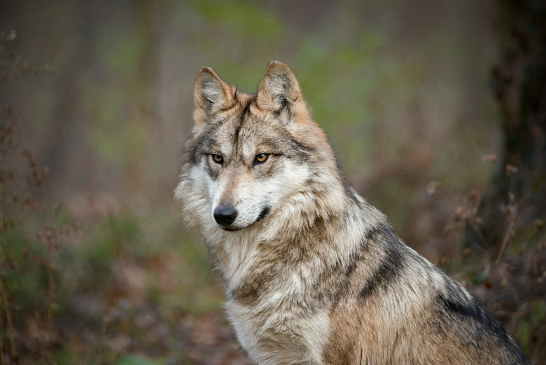 Endangered Wolf Center 50 and Still Wild Anniversary Celebration