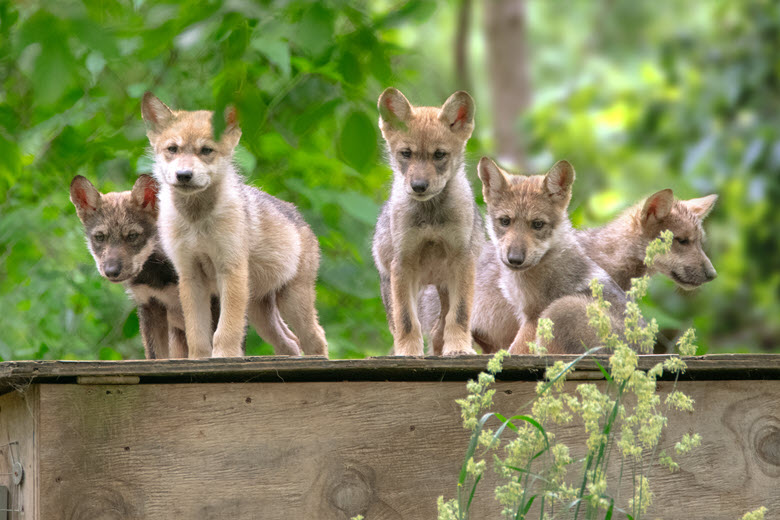 Mexican wolf puppies play at the Endangered Wolf Center.