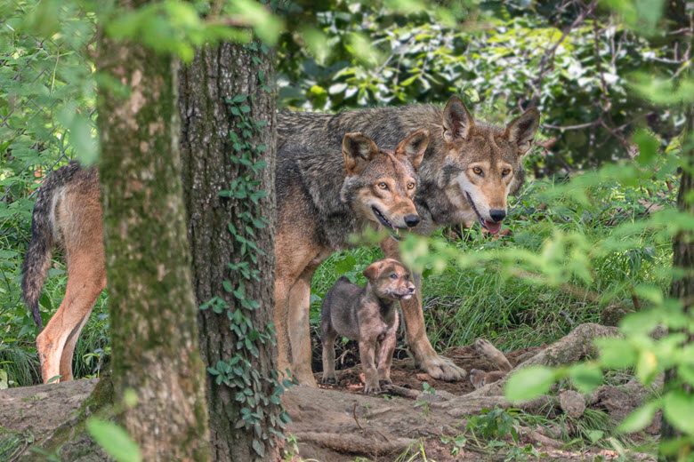 At the Endangered Wolf Center, kids, teenagers and adults can spot American red wolves.