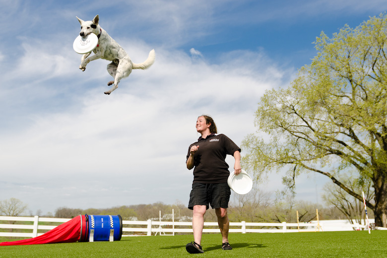 Kids, adults and pets will love the shows featuring the Purina Incredible Dog Team catching flying discs at Purina Farms.