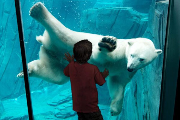 Kids can see animals such as polar bears at the Saint Louis Zoo.
