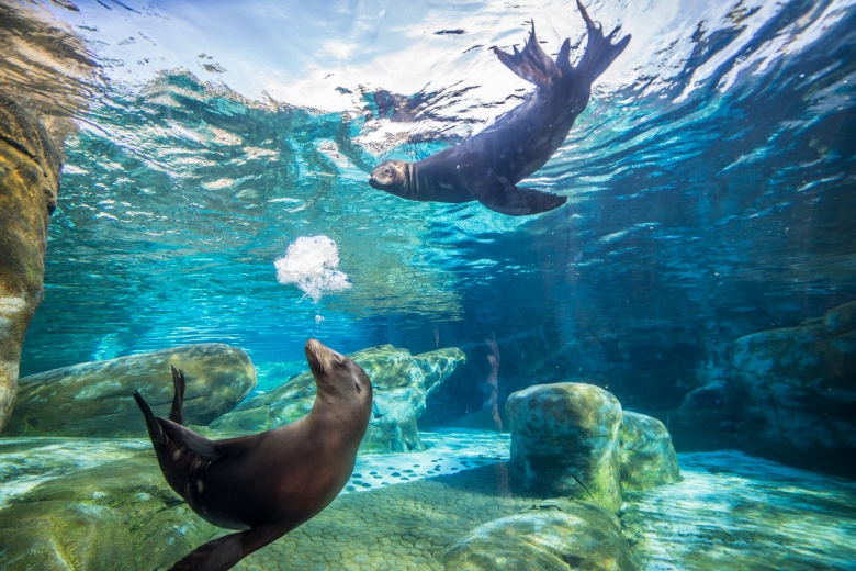 The sea lions and seals play at the Saint Louis Zoo.