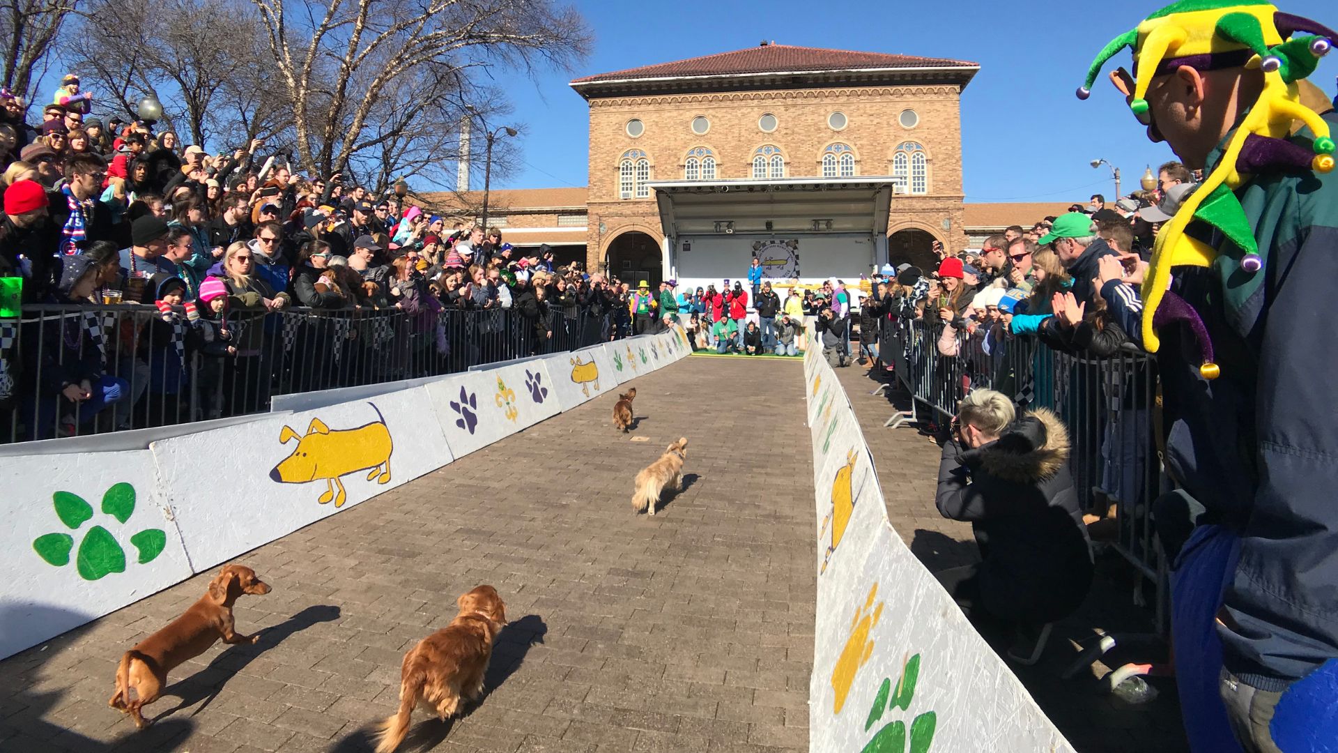 The nation’s longest-running wiener dog derby takes place in Soulard Market Park during Mardi Gras in St. Louis.