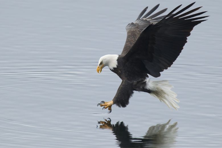 Wintering bald eagles return to southwest Illinois.