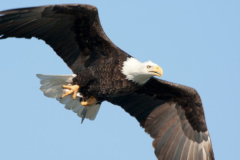 MEET OUR BIRDS  American Eagle Foundation