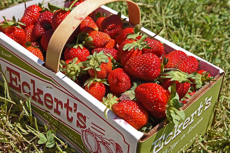 Strawberry Festival at Eckert's.