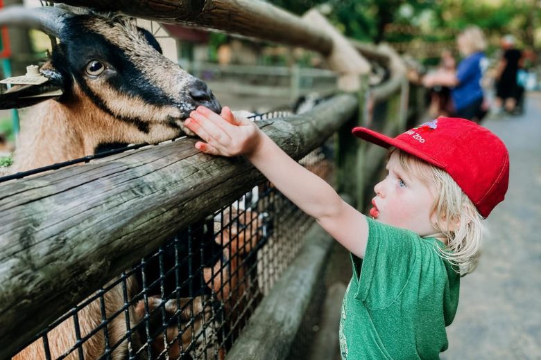 Kids can feed goats at Grant's Farm.
