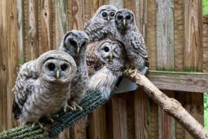 More than 200 birds, including owls, live at the World Bird Sanctuary.