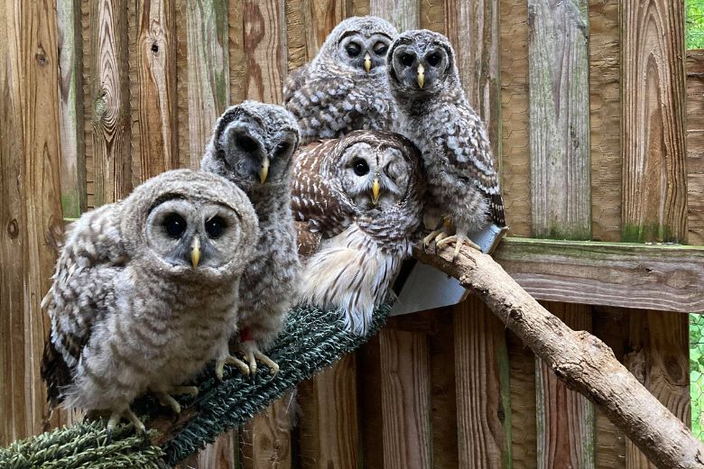 Things to Do in St. Louis_Owl Prowls at the World Bird Sanctuary