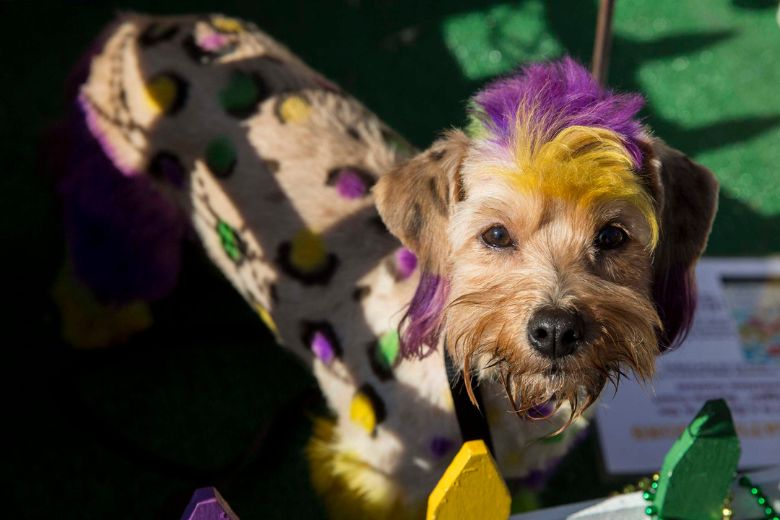 25 Popular Teacup Dogs - Parade Pets