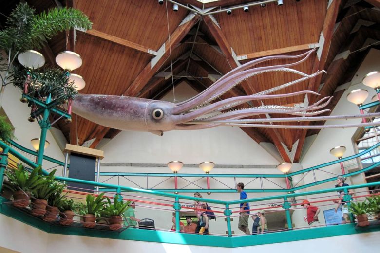 The Living World at the Saint Louis Zoo is a 65-foot rotunda with natural light from the glass-domed ceiling and an assortment of life-size shark, squid and stingray sculptures.