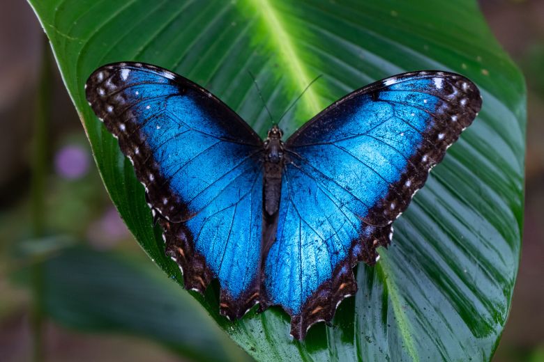 See blue morpho butterflies at the Sophia M. Sachs Butterfly House.