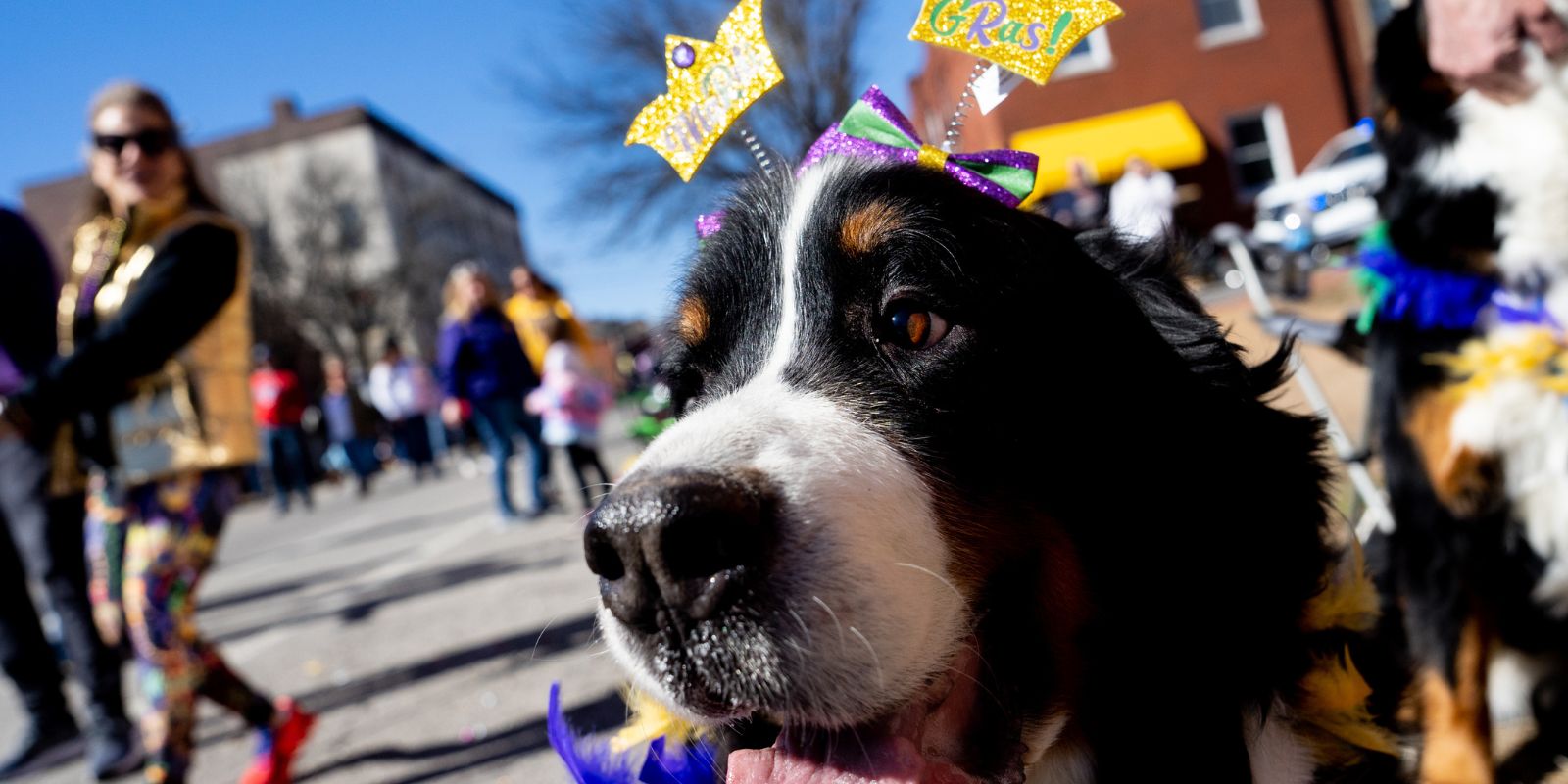 Soulard Mardi Gras festivities include the world’s largest parade of costumed pets.