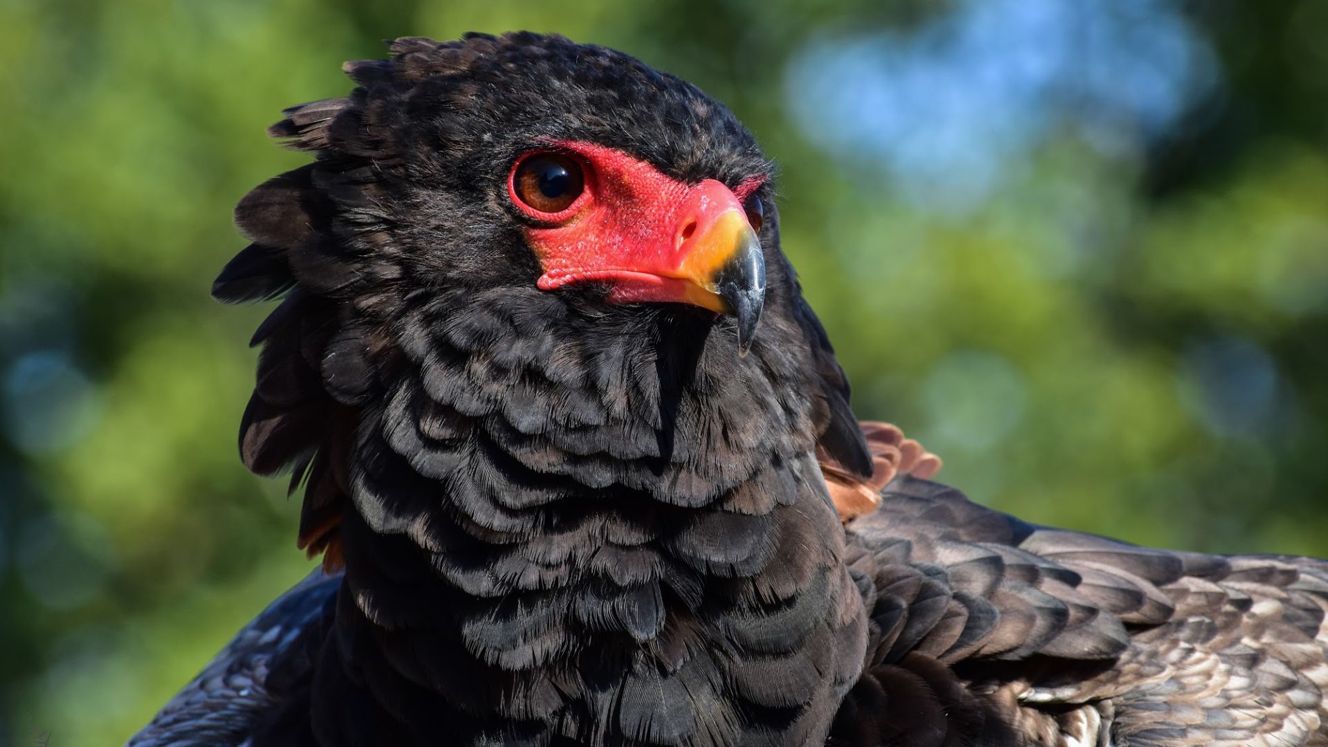 Tsavo is a bateleur eagle from the World Bird Sanctuary.