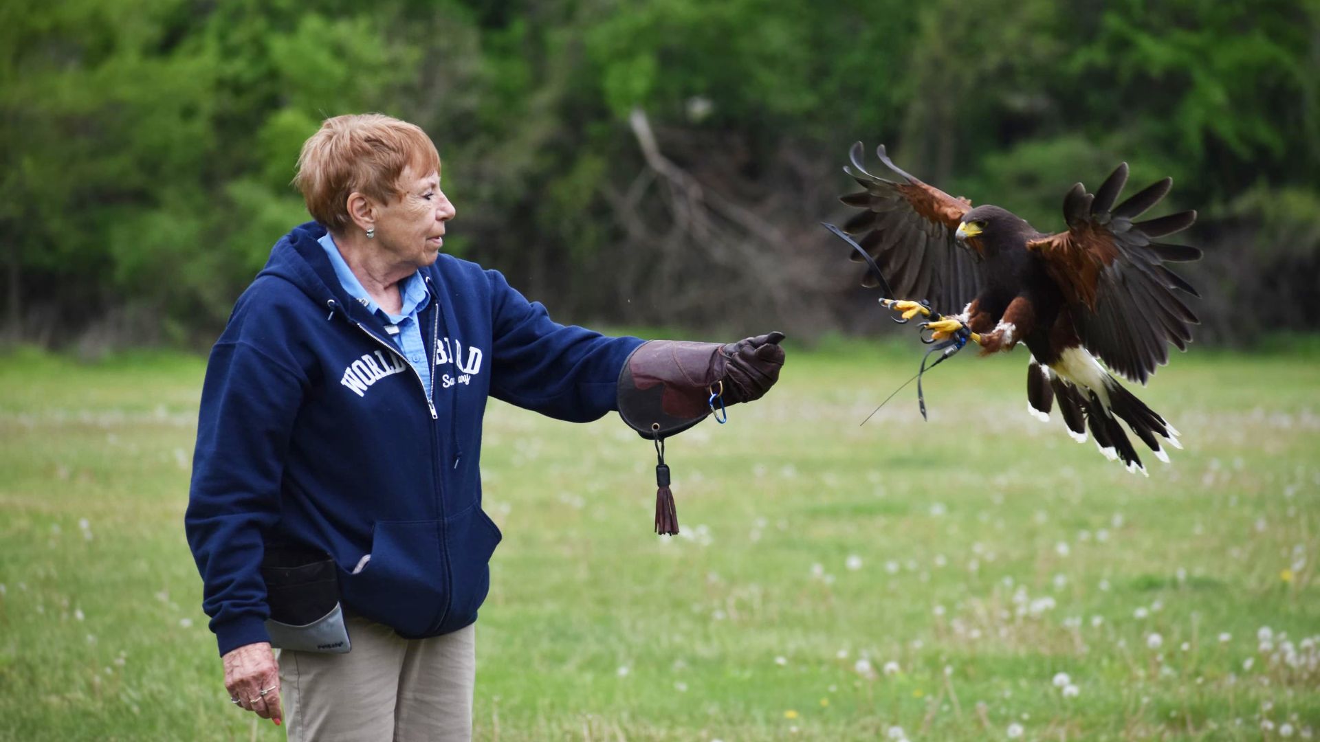 A bird trainer waits for a soaring hawk to land.