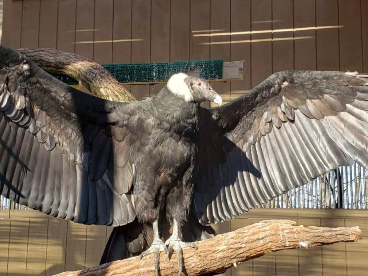 World Bird Sanctuary Has Taken to Conservation Like a Duck to Water