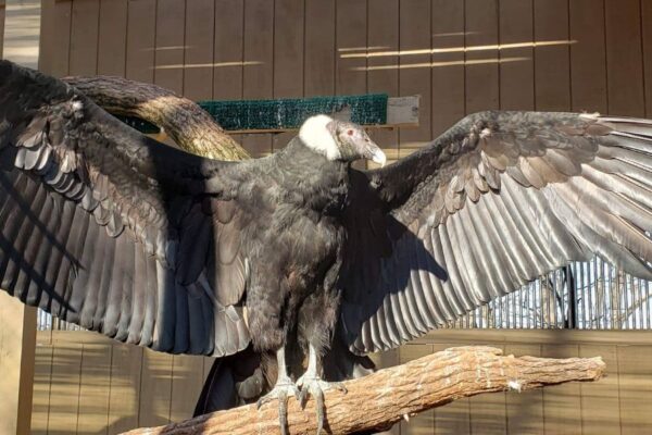 A vulture from the World Bird Sanctuary spreads its wings.