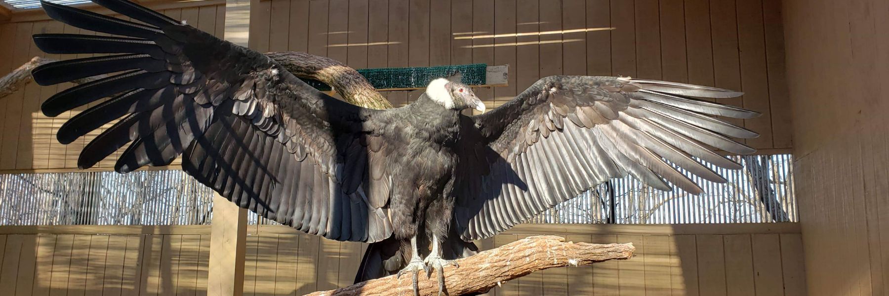 A vulture from the World Bird Sanctuary spreads its wings.