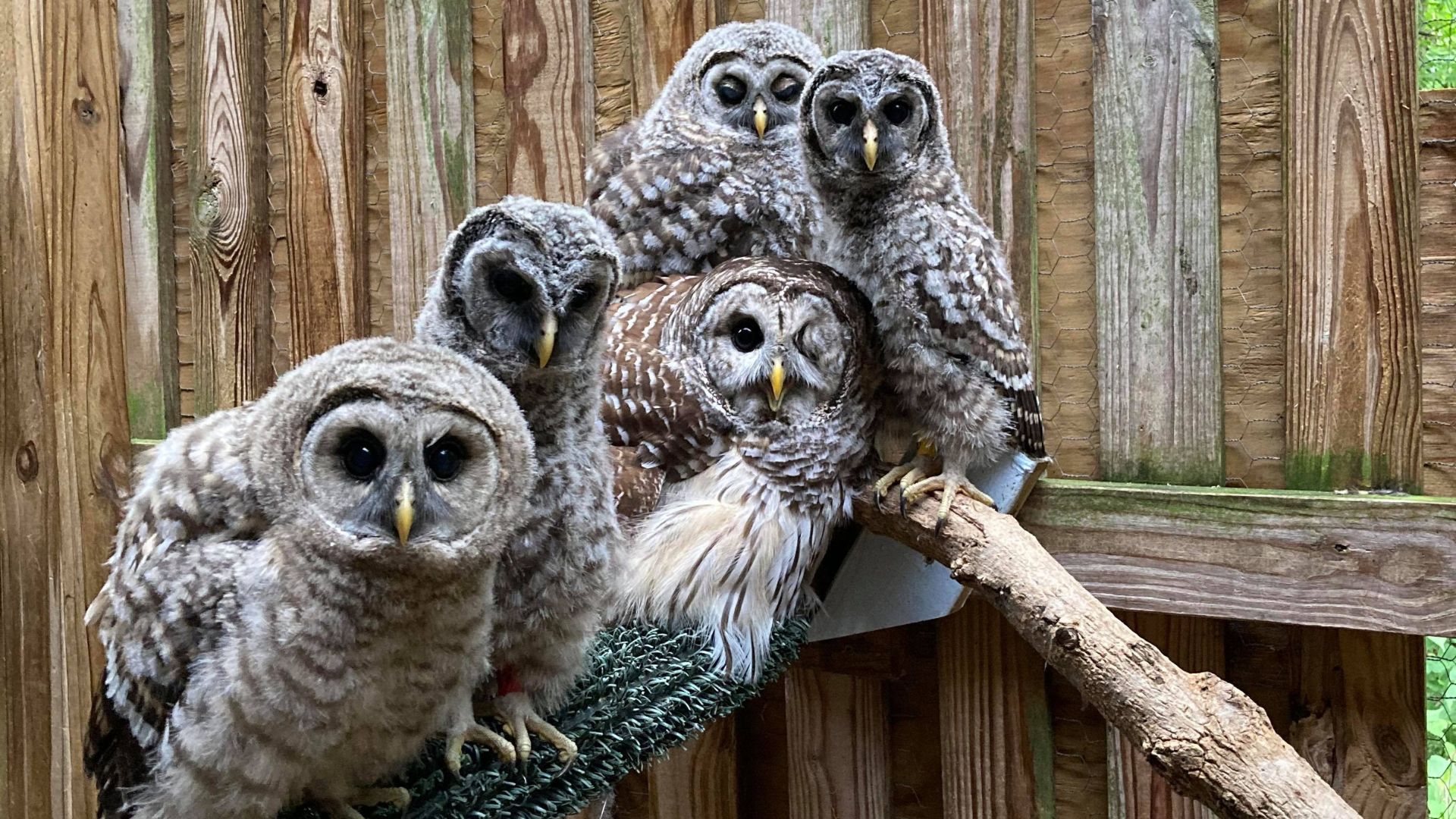 A group of owls pile on top of each other.