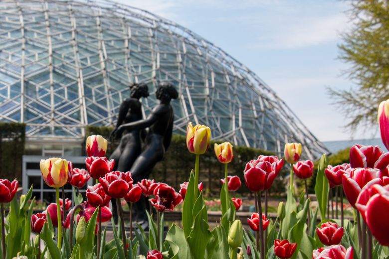 Tulips bloom at the Missouri Botanical Garden in the spring.