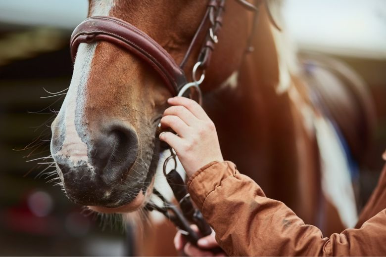 If you're looking for outdoor adventures in St. Louis, try horseback riding.