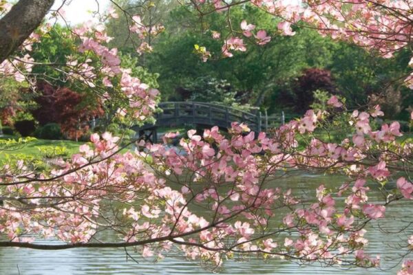 Sake and Sakura celebrates the blossoming cherry trees at the Missouri Botanical Garden.