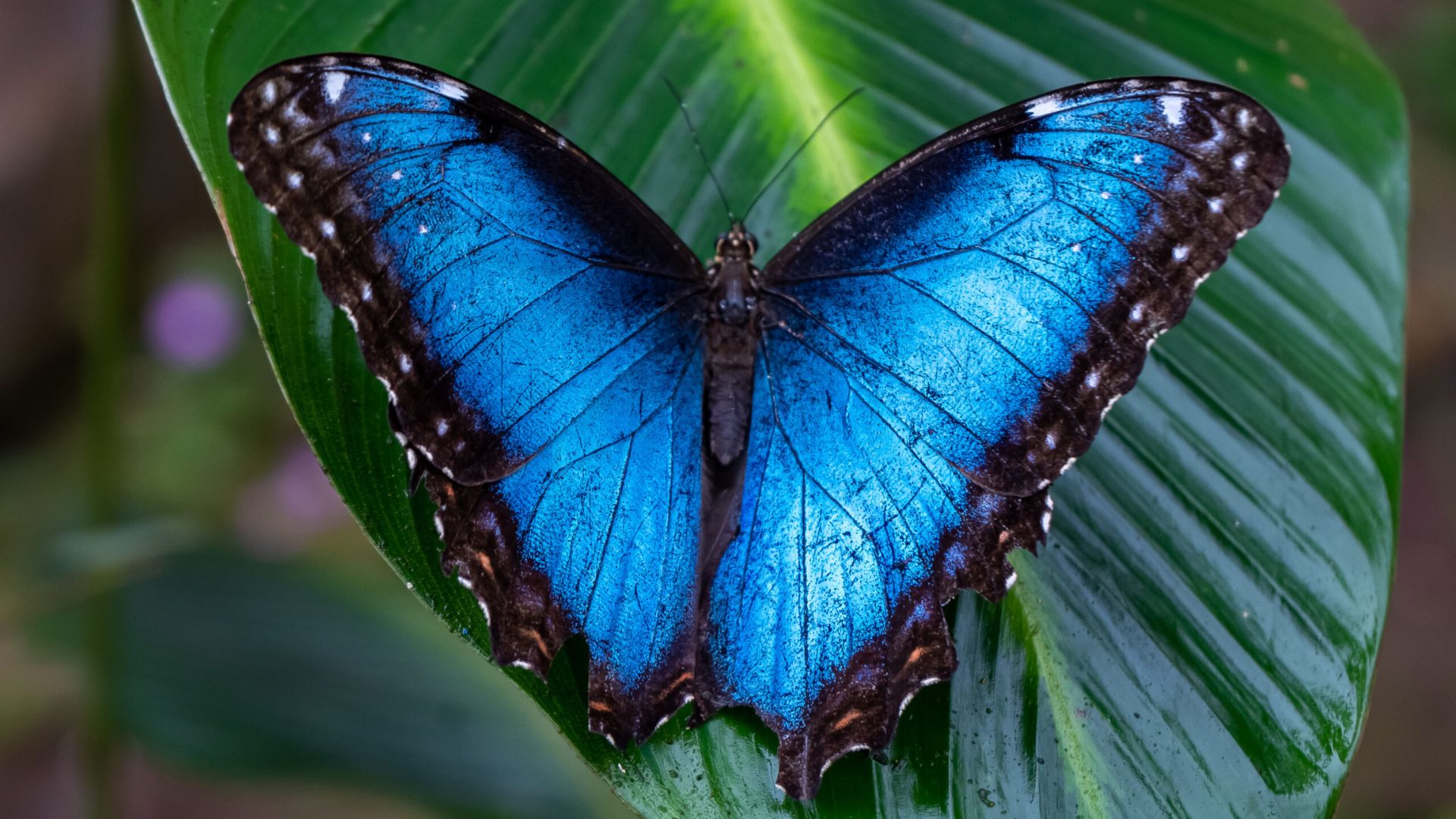 Get up close to nature at the Sophia M. Sachs Butterfly House.