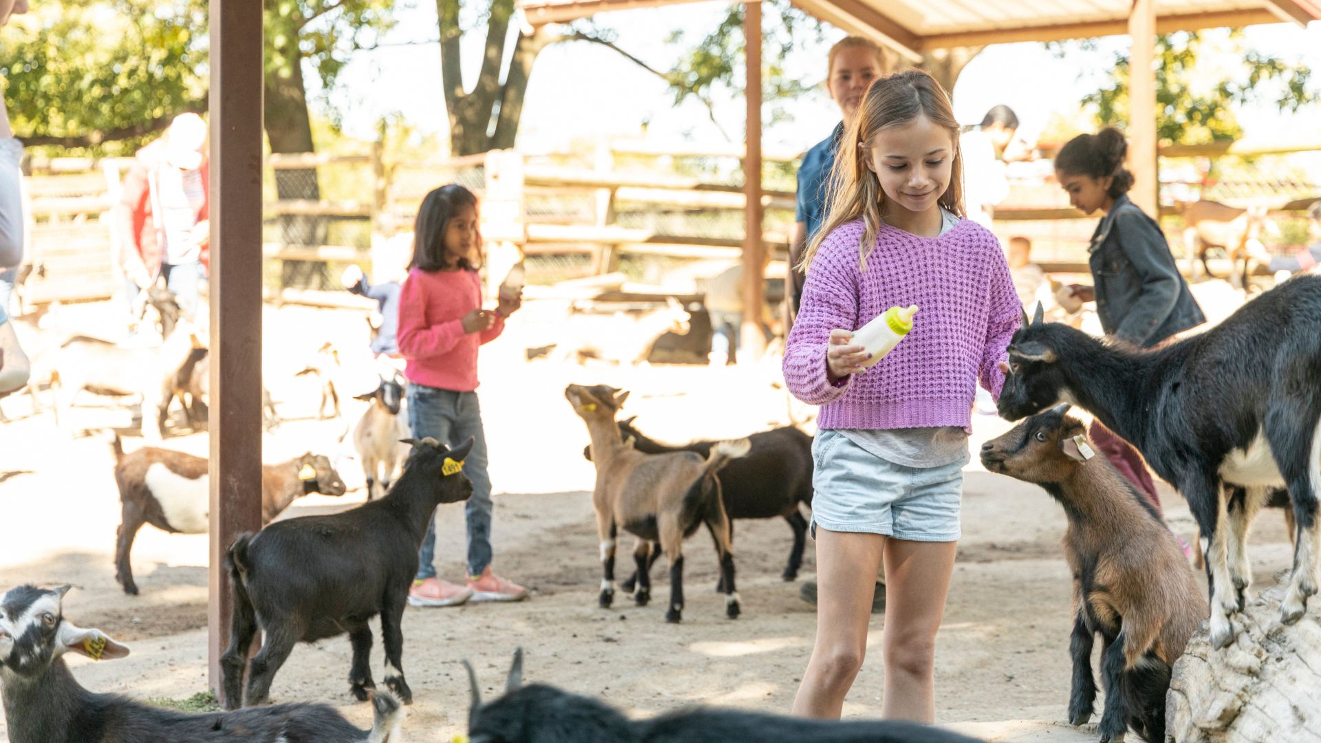 A girl feeds the goats at Grant's Farm.