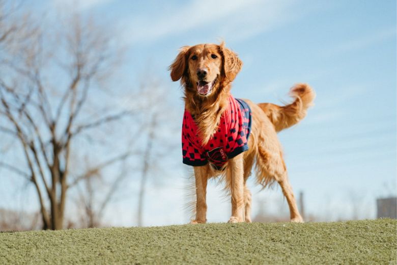 St. Louis CITY SC sells a soccer jersey for dogs.