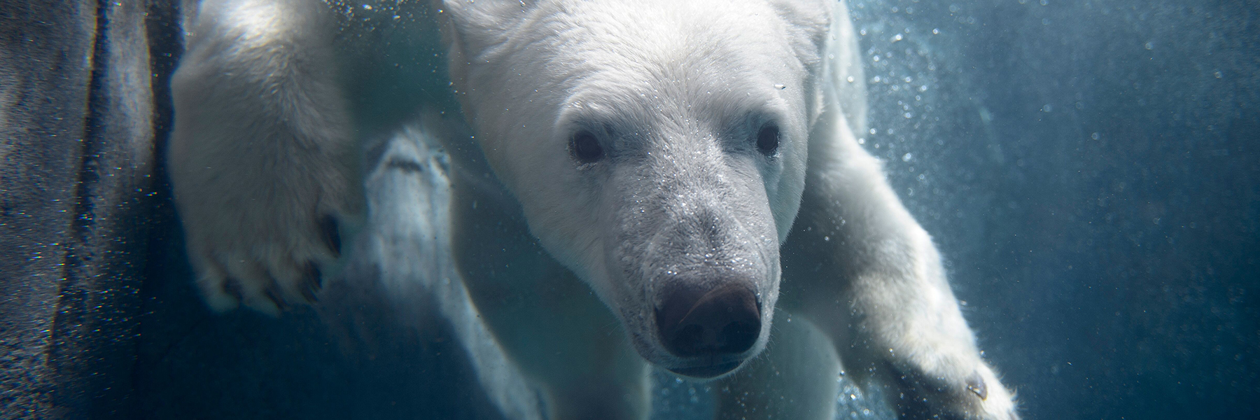 A curious polar bear greets visitors at the St. Louis Zoo.