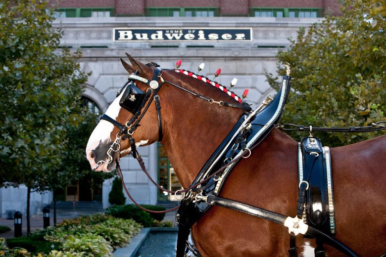 A Budweiser Clydesdale struts through the Anheuser-Busch Brewery in St. Louis.