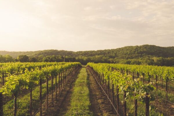 Augusta, Missouri, is the country’s first American Viticultural Area (AVA).