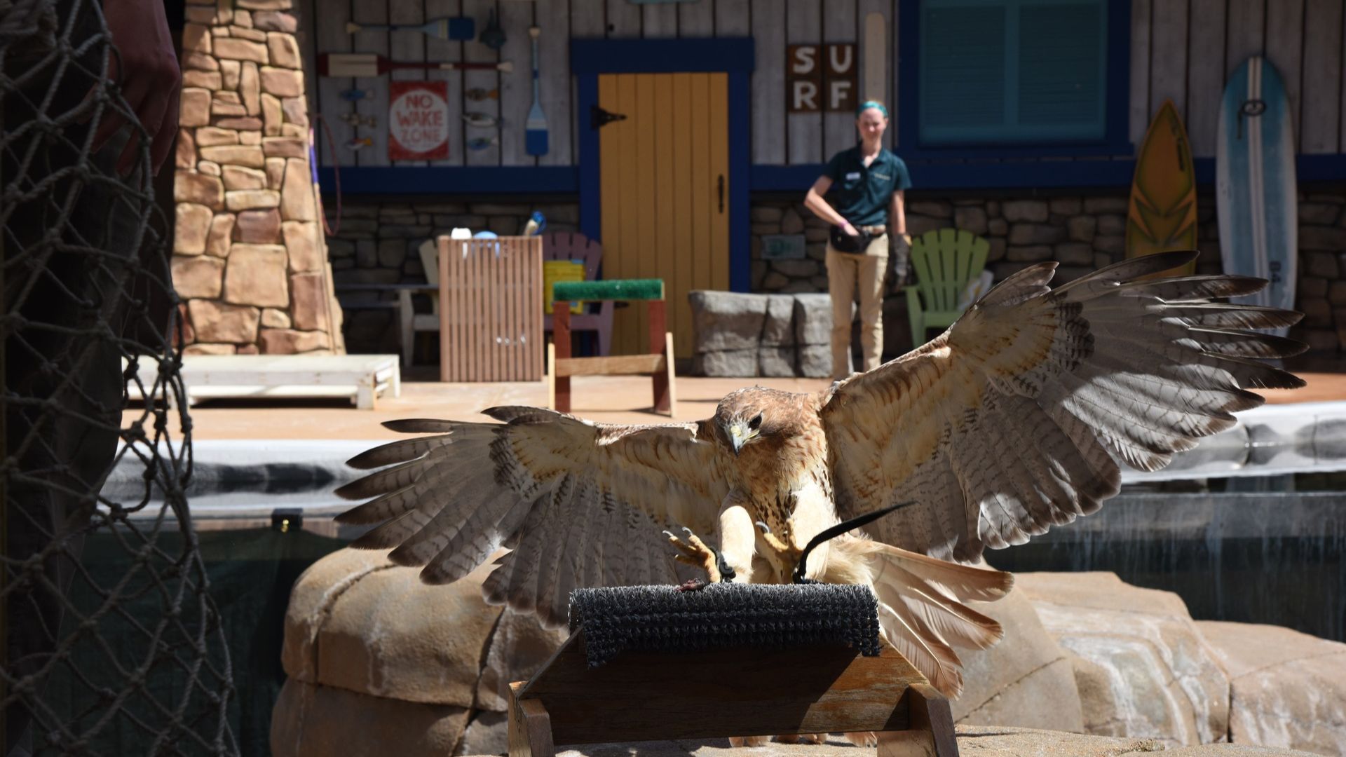 See Winging It, a new bird show, at the Saint Louis Zoo.