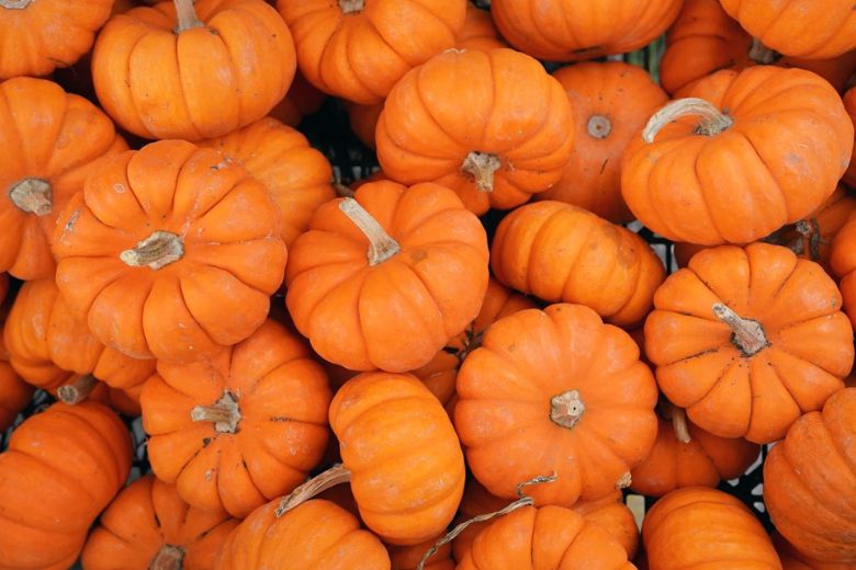 The Autumn Outdoor Fest in Kirkwood marks the opening of the pumpkin patch at the Kirkwood Farmers' Market.
