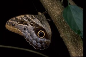 You can see owl butterflies at the Sophia M. Sachs Butterfly House.
