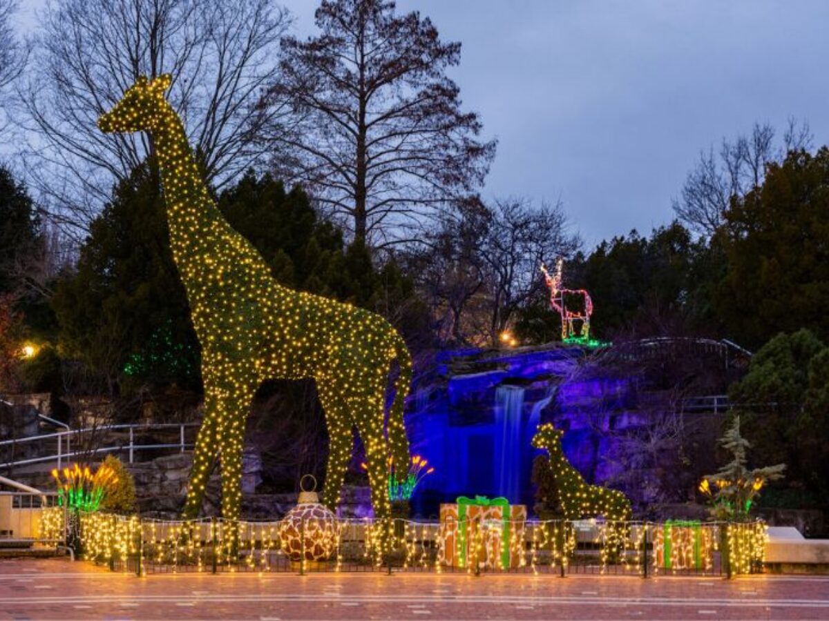 Wild Lights - St Louis Events