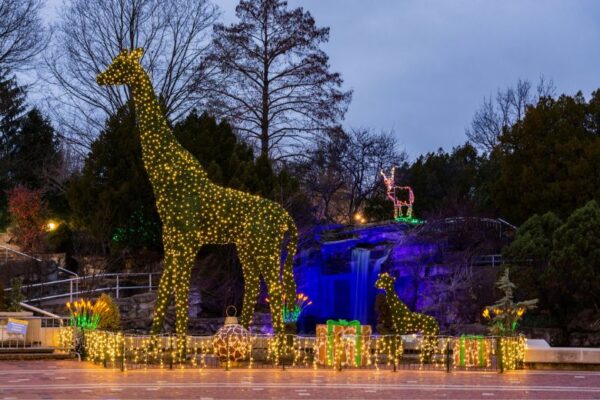 You can see illuminated giraffes like these at U.S. Bank Wild Lights at the Saint Louis Zoo.