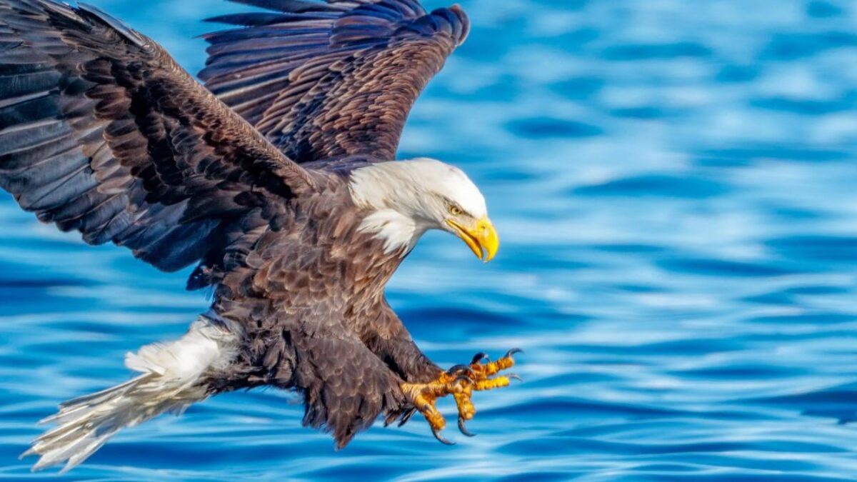 Eagle Hd Wallpaper