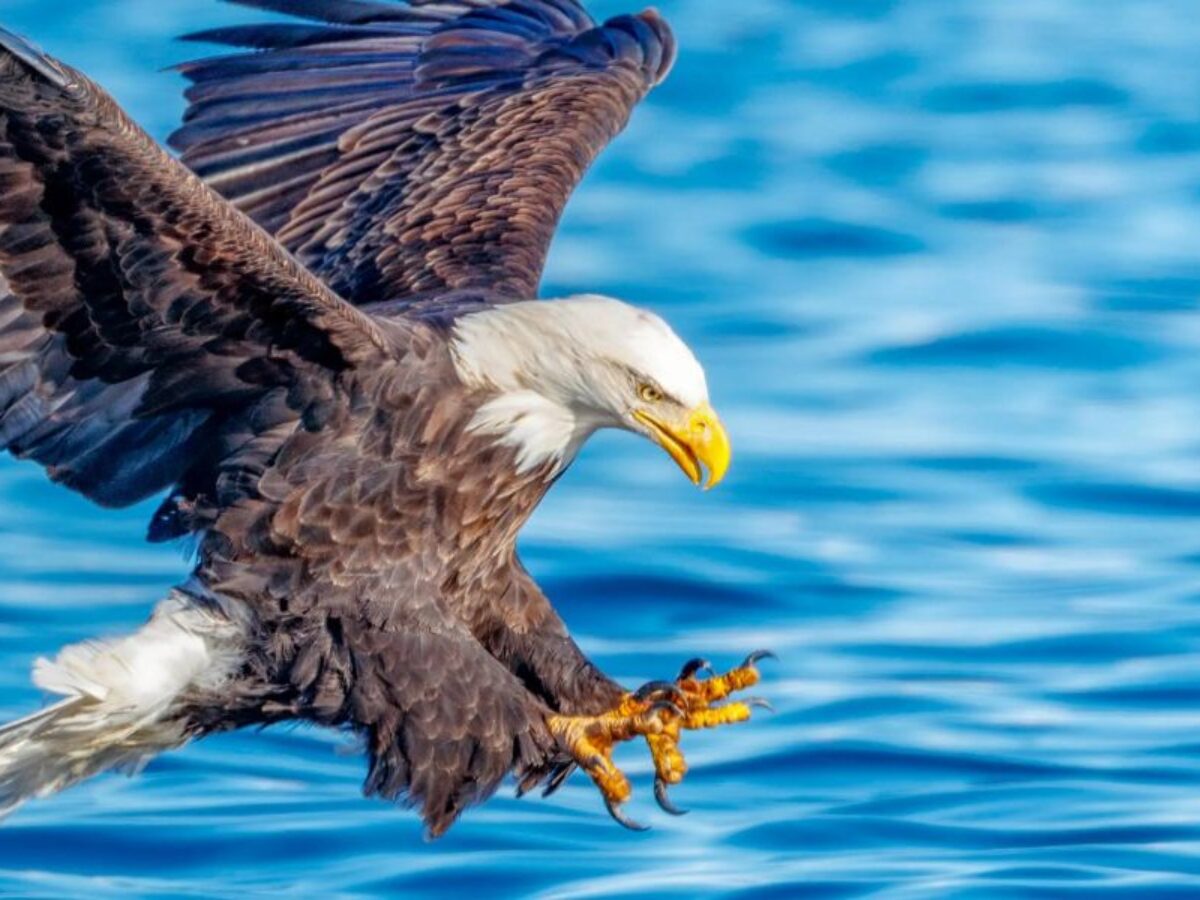 Wintering Bald Eagles Put on a Show in the St. Louis Region