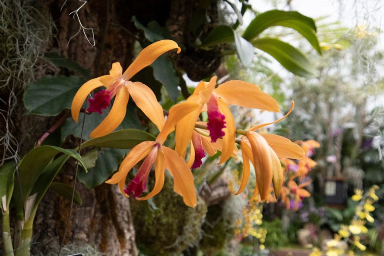 The orchid show returns to the Missouri Botanical Garden.