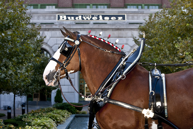 A Clydesdale at the Anheuser-Busch brewery.